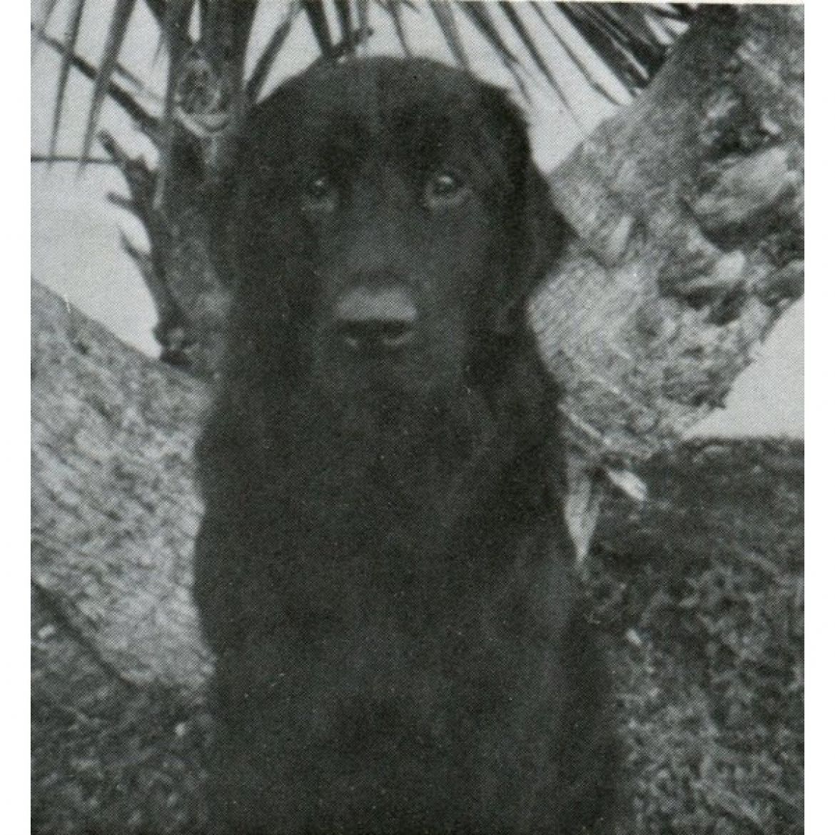 R Alii Shores Sophie Girl (23-02-1983)